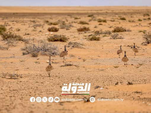 أبرز المعلومات عن طائر الحبارى المهدد بالانقراض