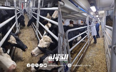 وصول 800 رأس من الأبقار الحلوب إلى ميناء بنغازي البحري