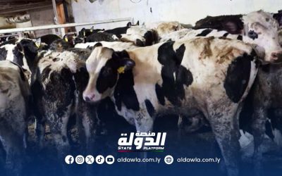 الحكومة الليبية تعلن عن وصول شحنة أبقار أوروبية لدعم أسعار اللحوم في رمضان