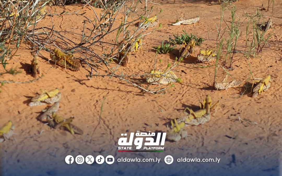بلدية سرت تواصل حملتها لمكافحة الجراد الصحراوي