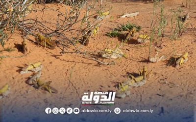 بلدية سرت تواصل حملتها لمكافحة الجراد الصحراوي